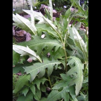 Cirsium Kamtschaticum (fam Asteracees) (Japon) (2)